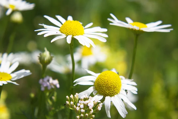 stock image Daisies in a field