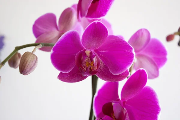 stock image Beautiful Purple Orchid