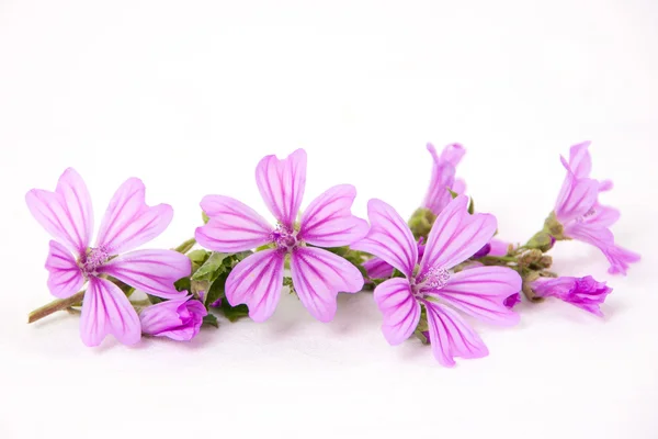 Flores de malva rosa — Fotografia de Stock