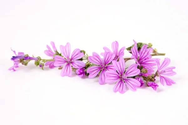 stock image Pink mallow flowers