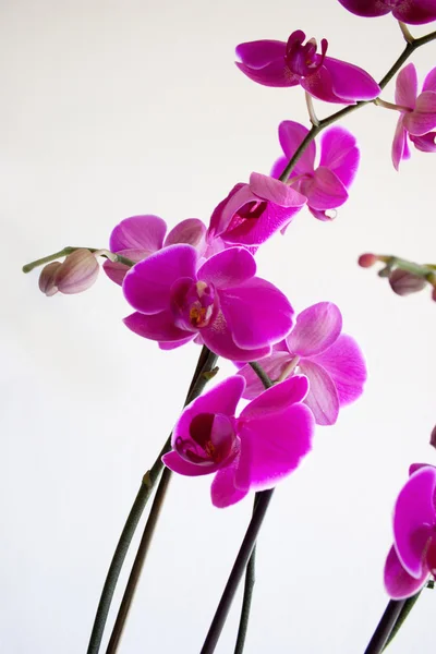 stock image Beautiful Purple Orchid