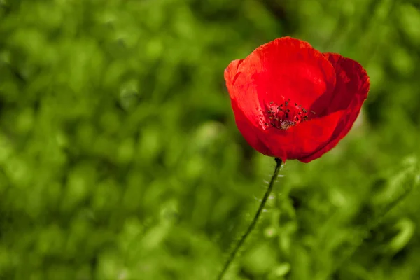 Stock image Red poppy