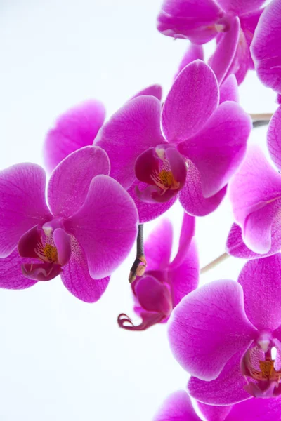 Bella orchidea viola Immagini Stock Royalty Free