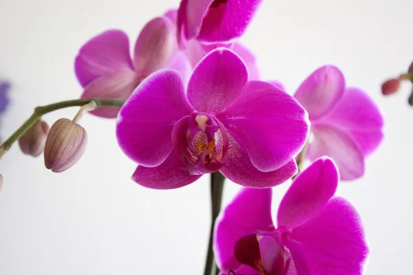 Bella orchidea viola Immagine Stock