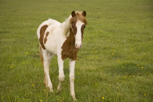 Hest av sorrel og hvit maling – stockfoto