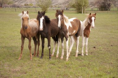 Young horses looking clipart