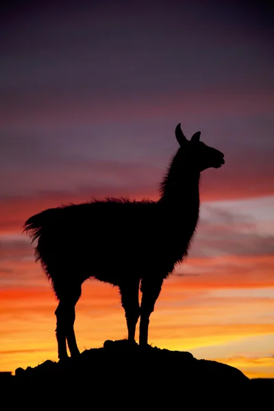 Lama sunset — Stock Photo, Image