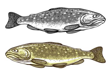 Vector illustration of Trout fish in vintage engraved style clipart