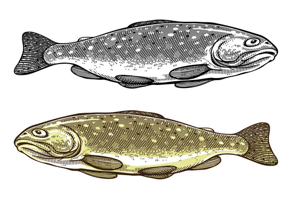 Vektor illustration av öring fisk i graverade vintagestil Vektorgrafik