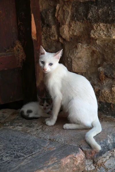 Gato grego branco com gatinho, Creta, Grécia — Fotografia de Stock