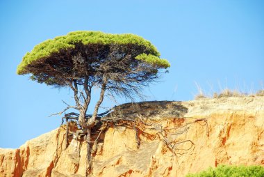 çam ve kırmızı kayalıklarla (algarve, Portekiz)