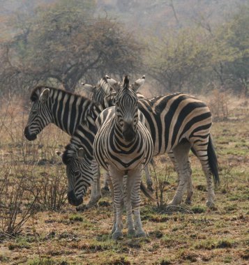 Bayağı Zebra