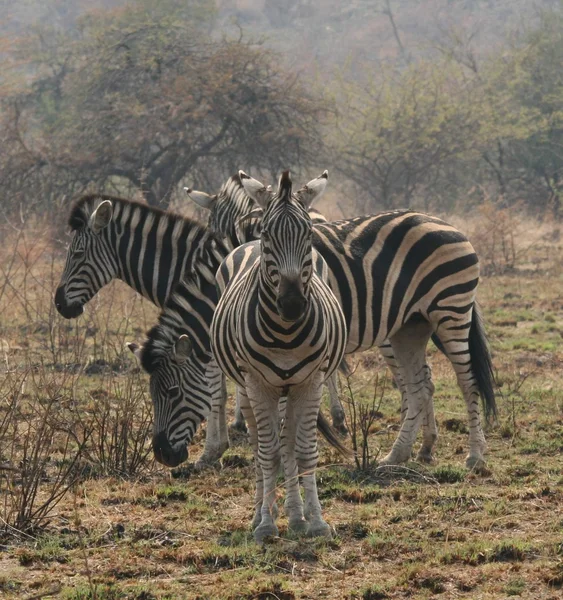 Burchell-Zebras — Stockfoto