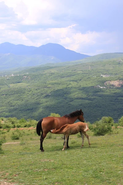 defne at ve bir tayı