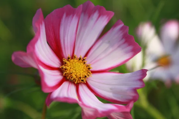 stock image Pink flower