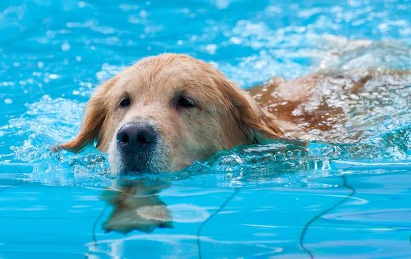 Golden Retriever schwimmen — Stockfoto