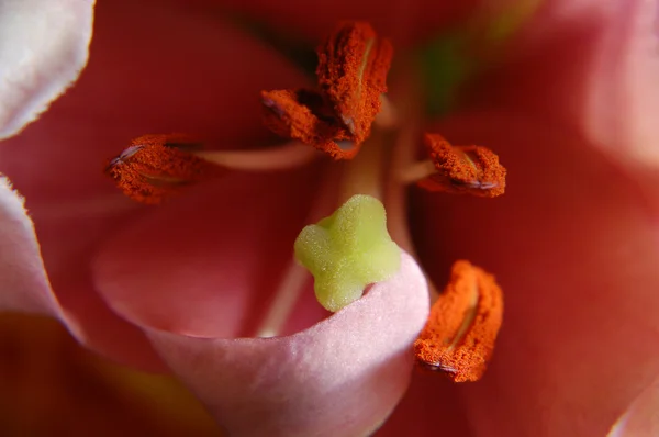 stock image Flower