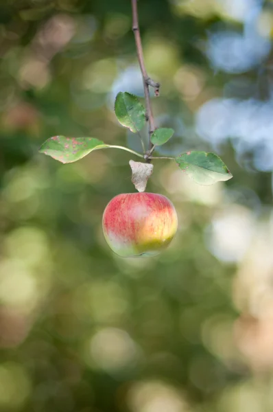 Jabłko na gałęzi — Zdjęcie stockowe