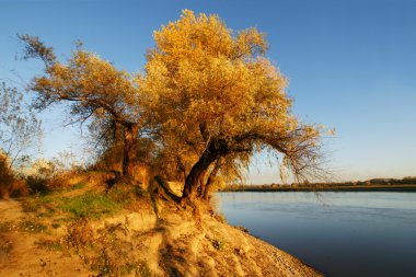 Altın Başak