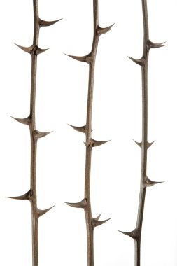 Thorns clipart