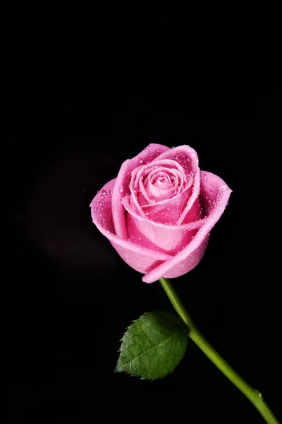 stock image Pink rose