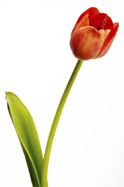 stock image Tulip on white