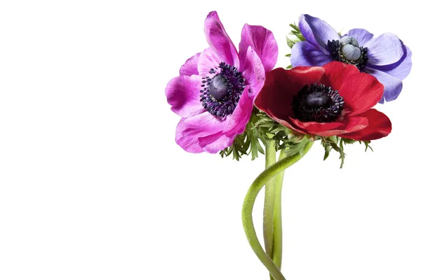 stock image Bunch of anemones