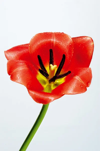 Tulip on neutral background — Stock Photo, Image
