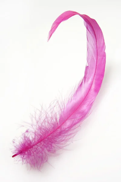 stock image Feather