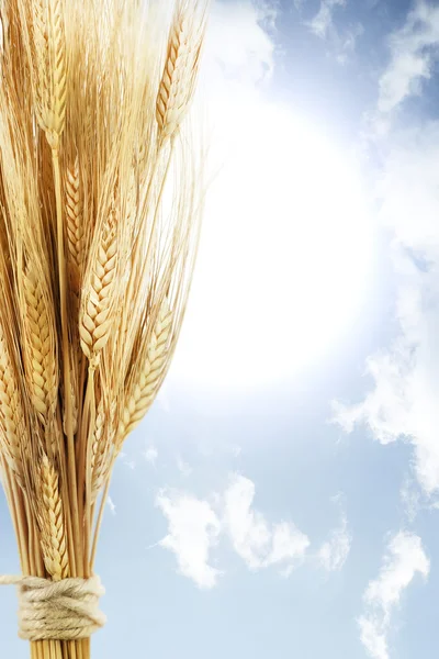 Пшеница на голубом небе — стоковое фото
