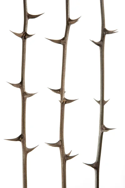 stock image Thorns