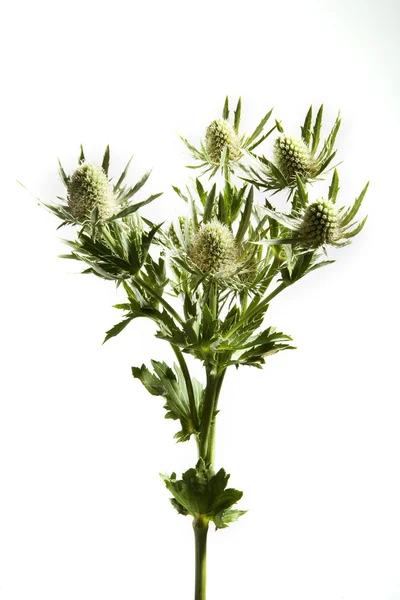 stock image Thistle