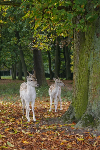 Deux cerfs sika dans la forêt d'automne — Photo