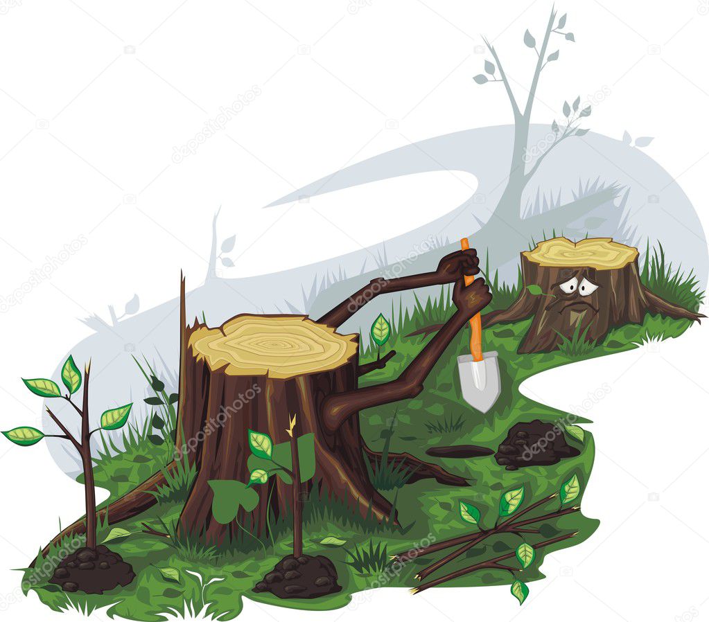 Stumps are planted saplings