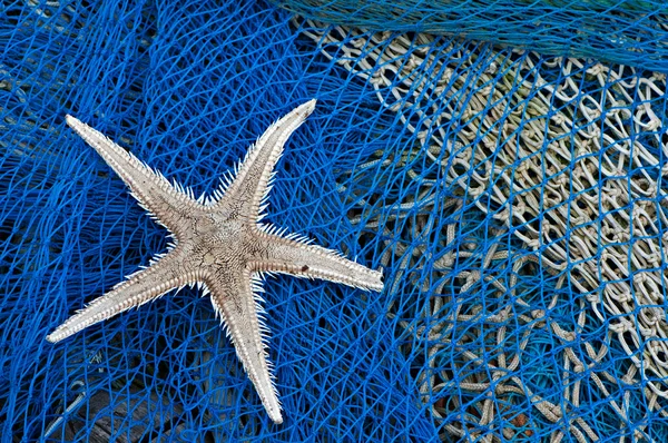 stock image Starfish