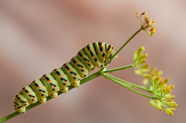 Swallowtail caterpillar macacon clipart