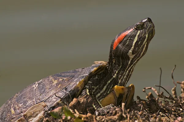 Amerikanische Schildkröte — Stockfoto