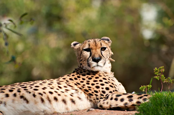 stock image Cheetah