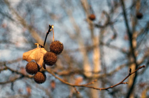 Muz ağacı — Stok fotoğraf
