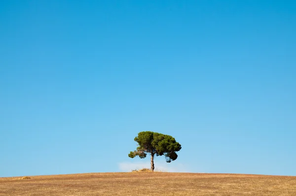 stock image Lone Pine