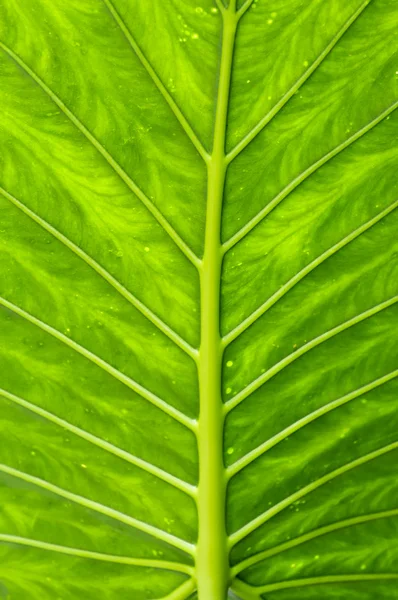 stock image Leaf detail