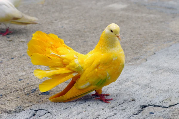 노란색 비둘기. 스톡 사진