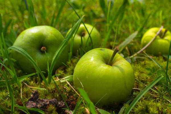 Cuatro manzanas verdes que yacen en el jardín en hierba verde —  Fotos de Stock