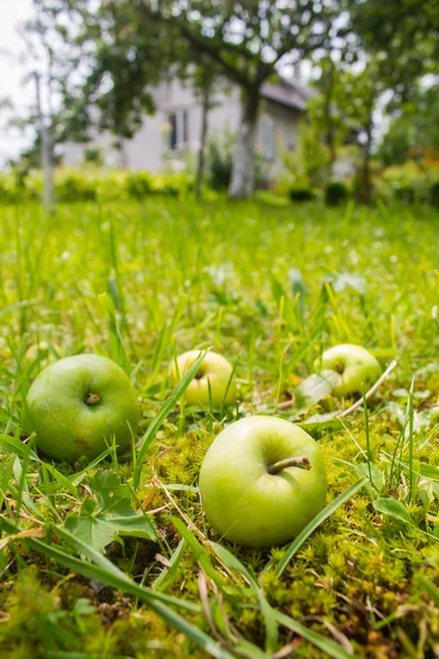 Cuatro manzanas húmedas amarillo-verdes que yacen en la hierba verde cerca de treen —  Fotos de Stock