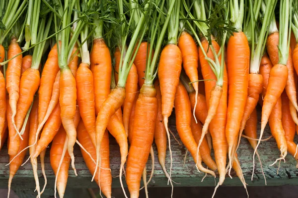Fresh garden carrots Royalty Free Stock Images