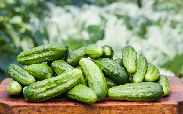 Fresh cucumbers Stock Picture