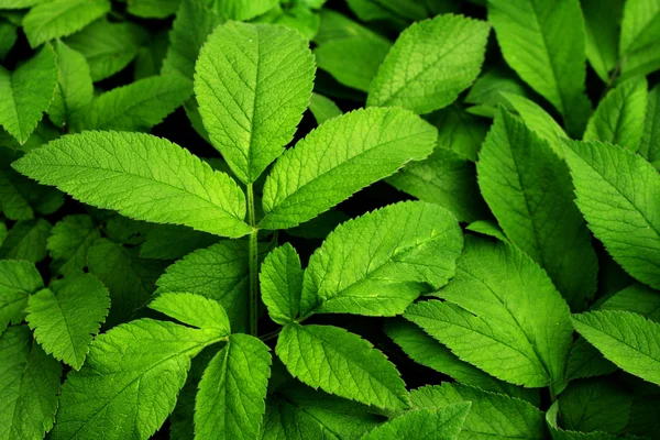 Closeup shot on green leaves 스톡 이미지