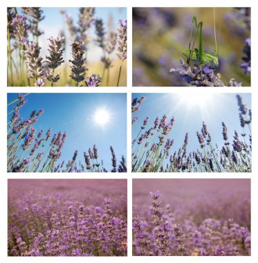 Lavander set. clipart