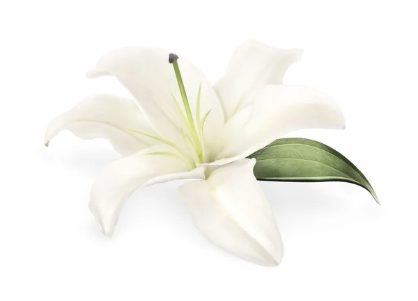 stock image White garden lily