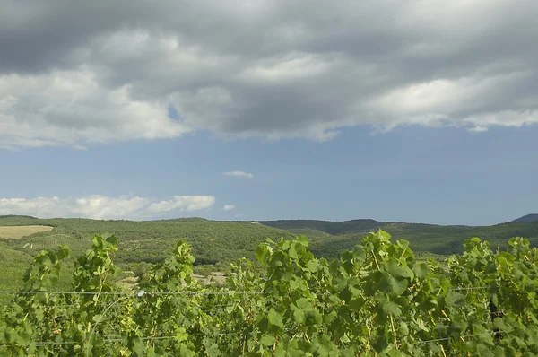 stock image Wineries in Valley.